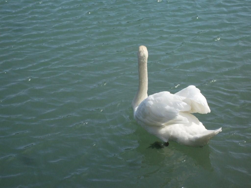 Hier, au bord de l'eau à Sainte Cécile...