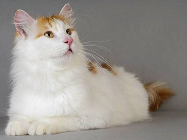 Chat val doise