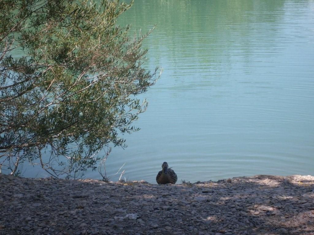 Hier à Sainte Cécile les vignes (84, Vaucluse)