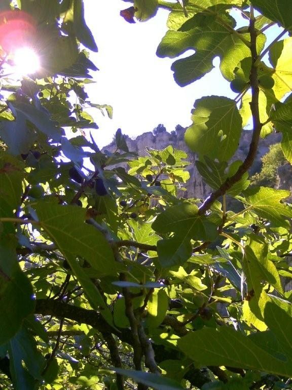 FONTAINE DE VAUCLUSE, hier