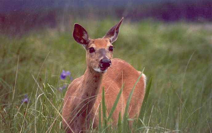 La Biche