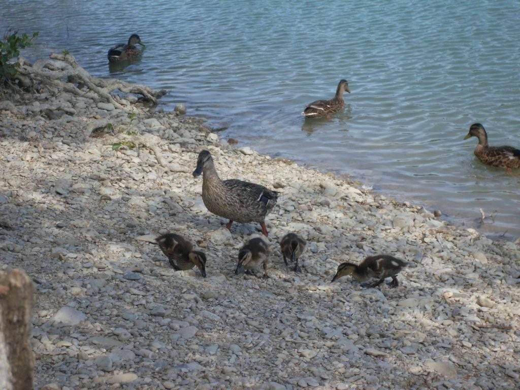 Hier, au bord de l'eau à Sainte Cécile...