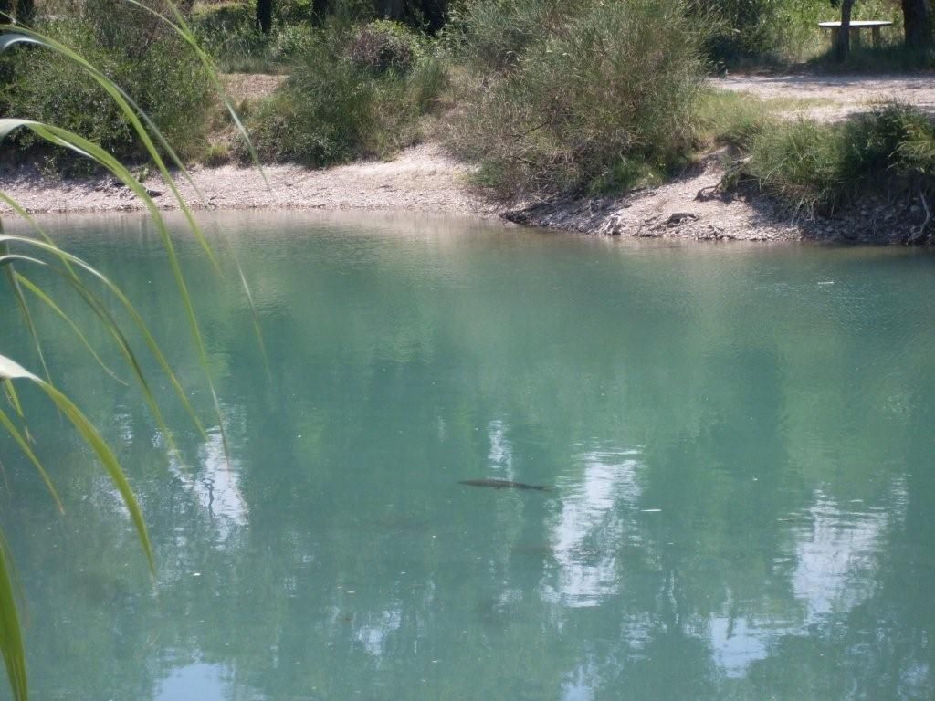 Aujourd'hui au bord de l'eau à SAINTE CECILE LES VIGNES dans le Vaucluse